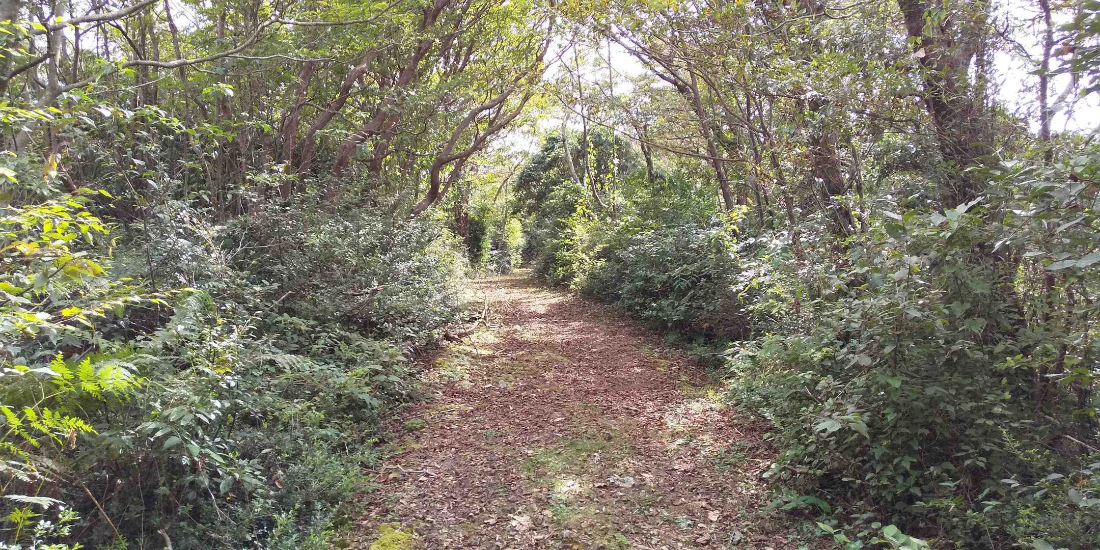 あとは多少のアップダウンで快適な登山道