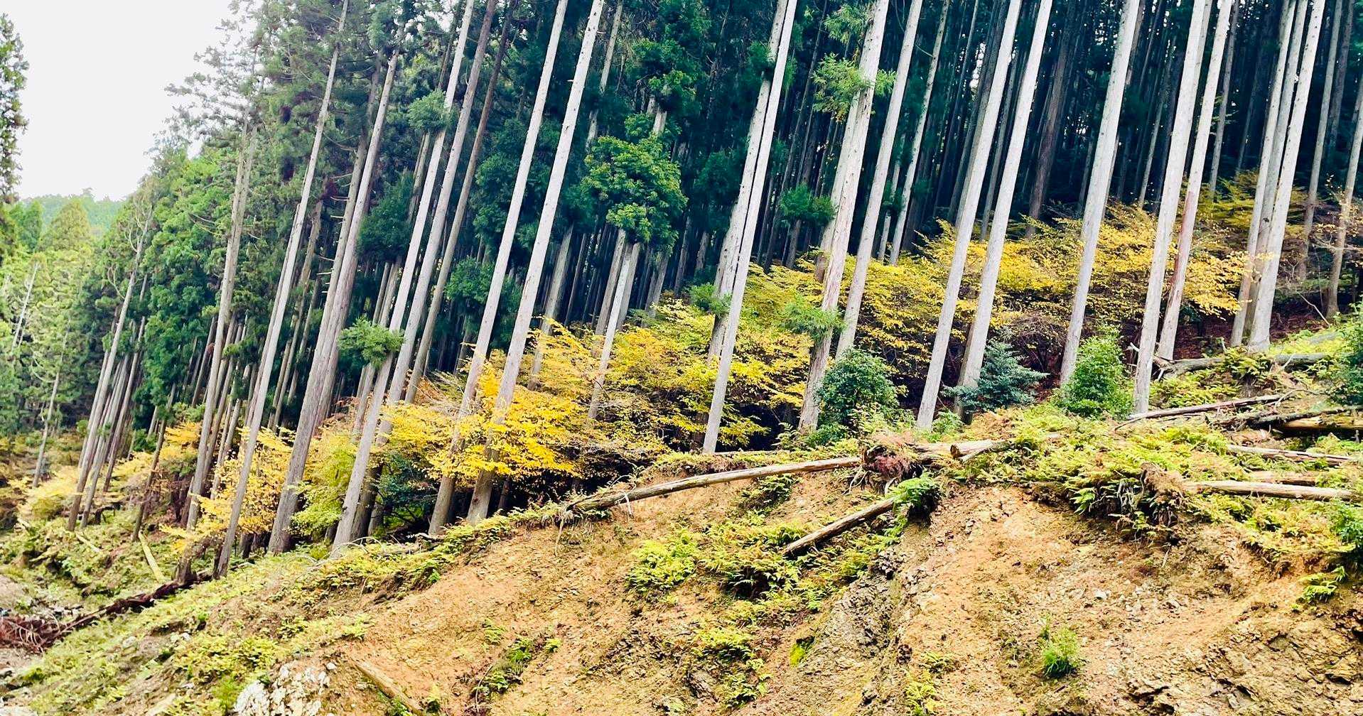 登山道の左には黄紅葉🟡
