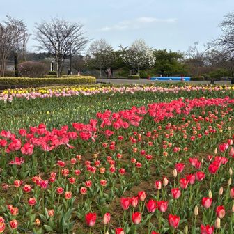下山しました
秦野戸川公園のチューリップ花壇

今日もおつかれさんでした！
