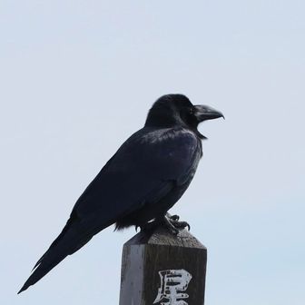 カラスの中山