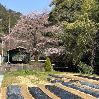 駅までの道で
お散歩してる
おじいさまと
柔らかい会話を楽しみました。
穏やかな1日だぁ