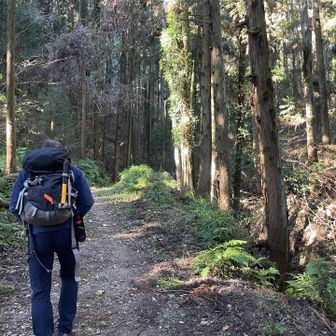 
しばらく地味～な杉林。途中で林道と登山道の分岐がありますが、私達は林道を少し行き過ぎてしまい、適当に登山道に復帰しました。登られる方は、神社の横を通過してくださいね
