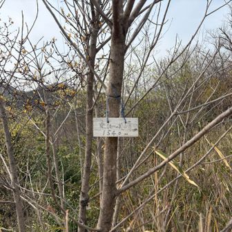 こちら山頂です