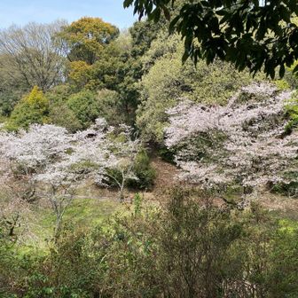 山間の桜🌸