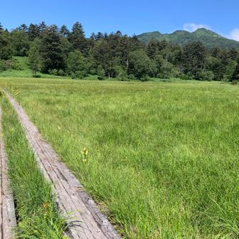 夏の尾瀬っぽい