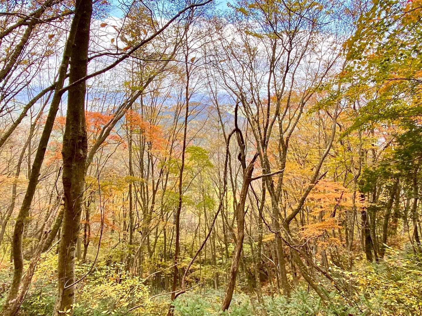 眼下に紅葉が広がる✨