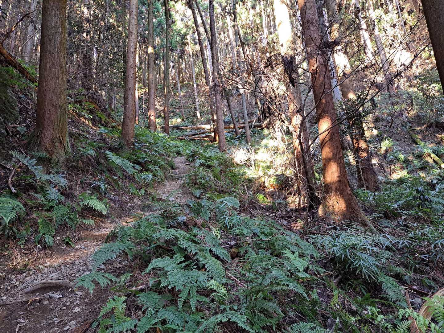 東吾野駅-天覚山-吾野ノ頭-大高山-栃屋ノ頭-六ツ石ノ頭- 縦走コースの写真