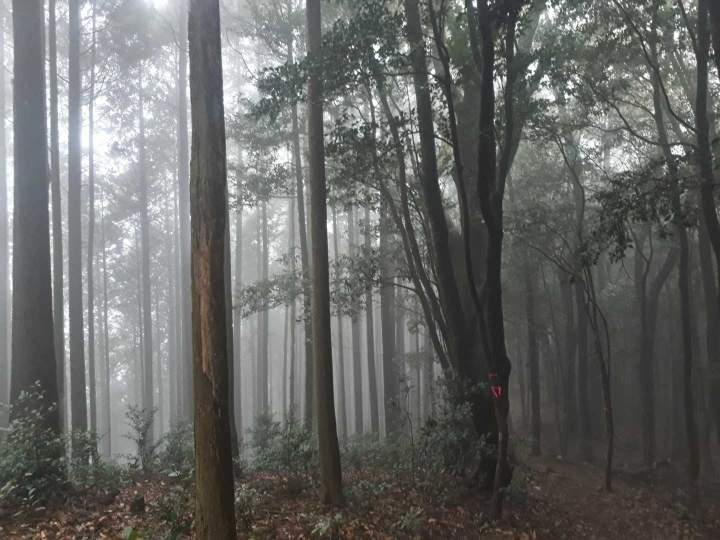 めっちゃガスってきて、不気味な雰囲気に。😱
自分の足音さえも怖くて、振り返りながら歩きました。