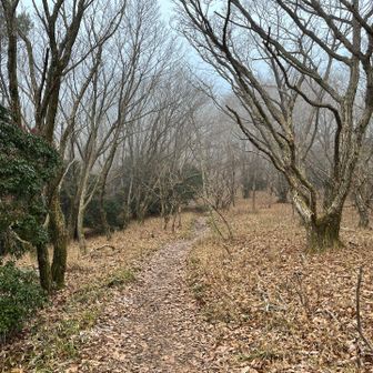 そうそう九州のお山はこんな感じだった♪
なんて回想しながらガスガスでも楽しく山歩😄