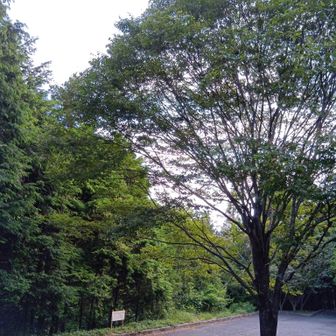 駐車場に到着
家に帰って朝ごはん・洗濯物を干してもまだ8時。
朝活、良いかも🦆
