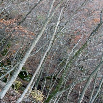 こういう傾斜に斜めに揃っている木がなんか好きです。←今日は好き好き連呼してるな。(笑)😂