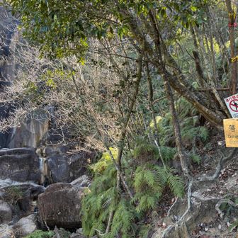 以前は落ケ滝左岸沿いの稜線で登っていったが通行止めの標識が設置されていた