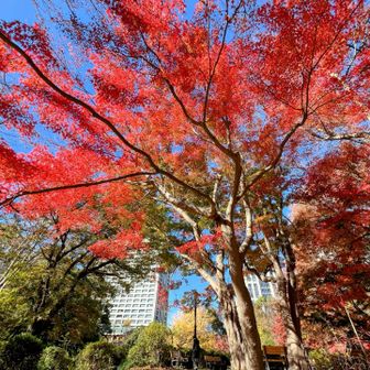 公園内のツツジ山❤️