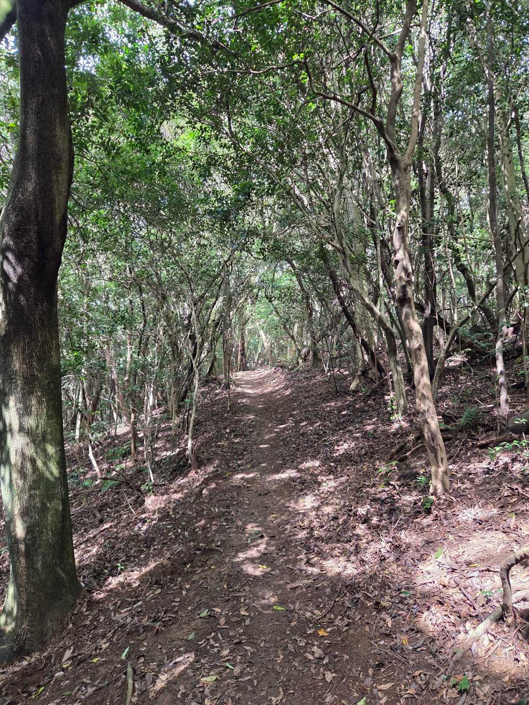 歩きやすい登山道😊