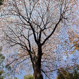 長谷山の一本桜