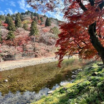 紅葉が巴川の水面に映るので美しさは2倍✌️