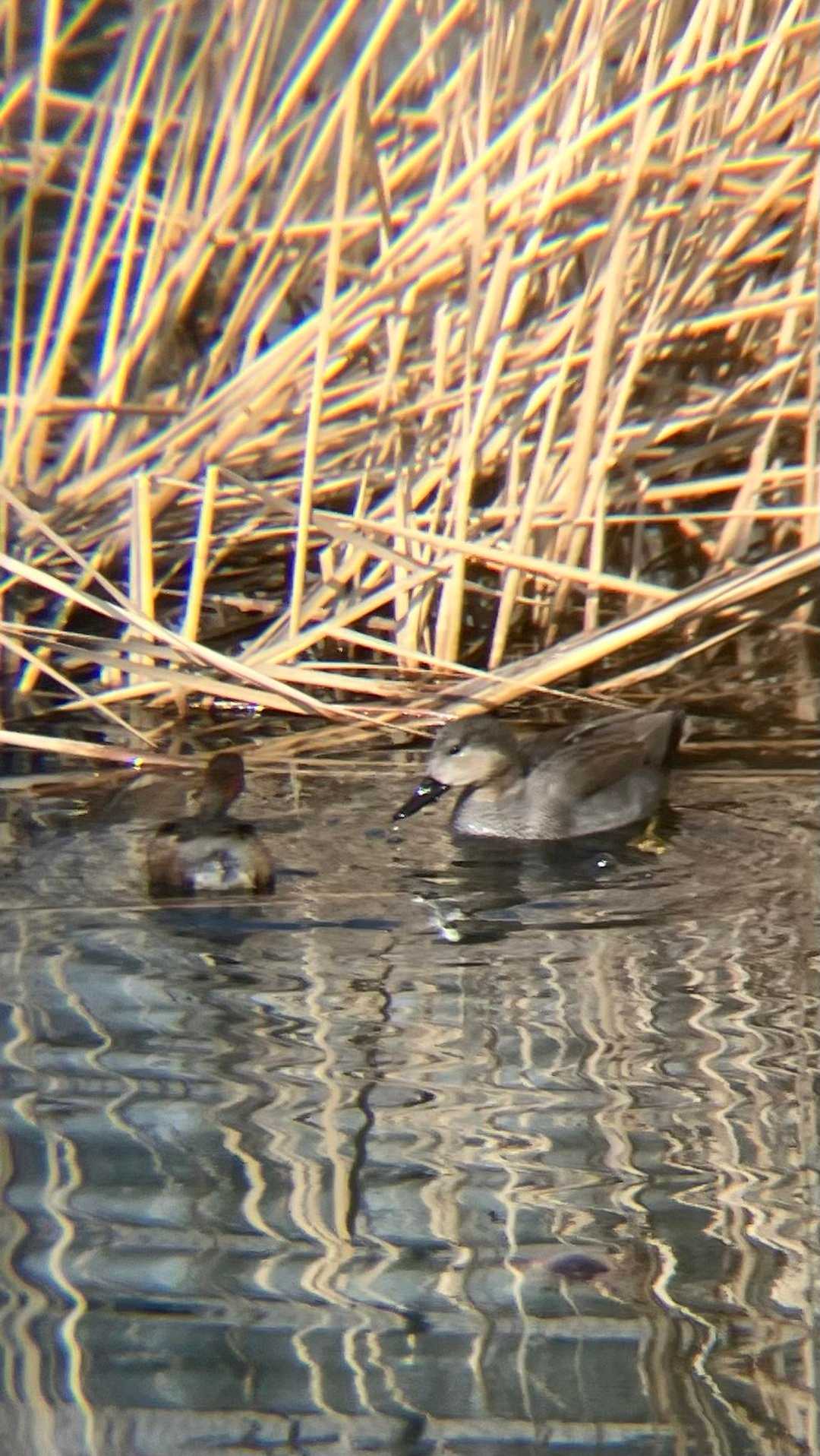 オカヨシガモ🦆とカイツブリ🥰