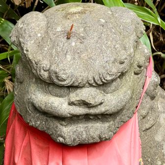 あ、トンボ止まってる！
って思ったら…