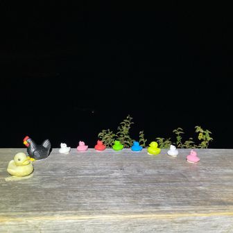 本6号目のピヨこたち