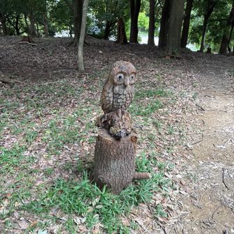 フクロウがいました