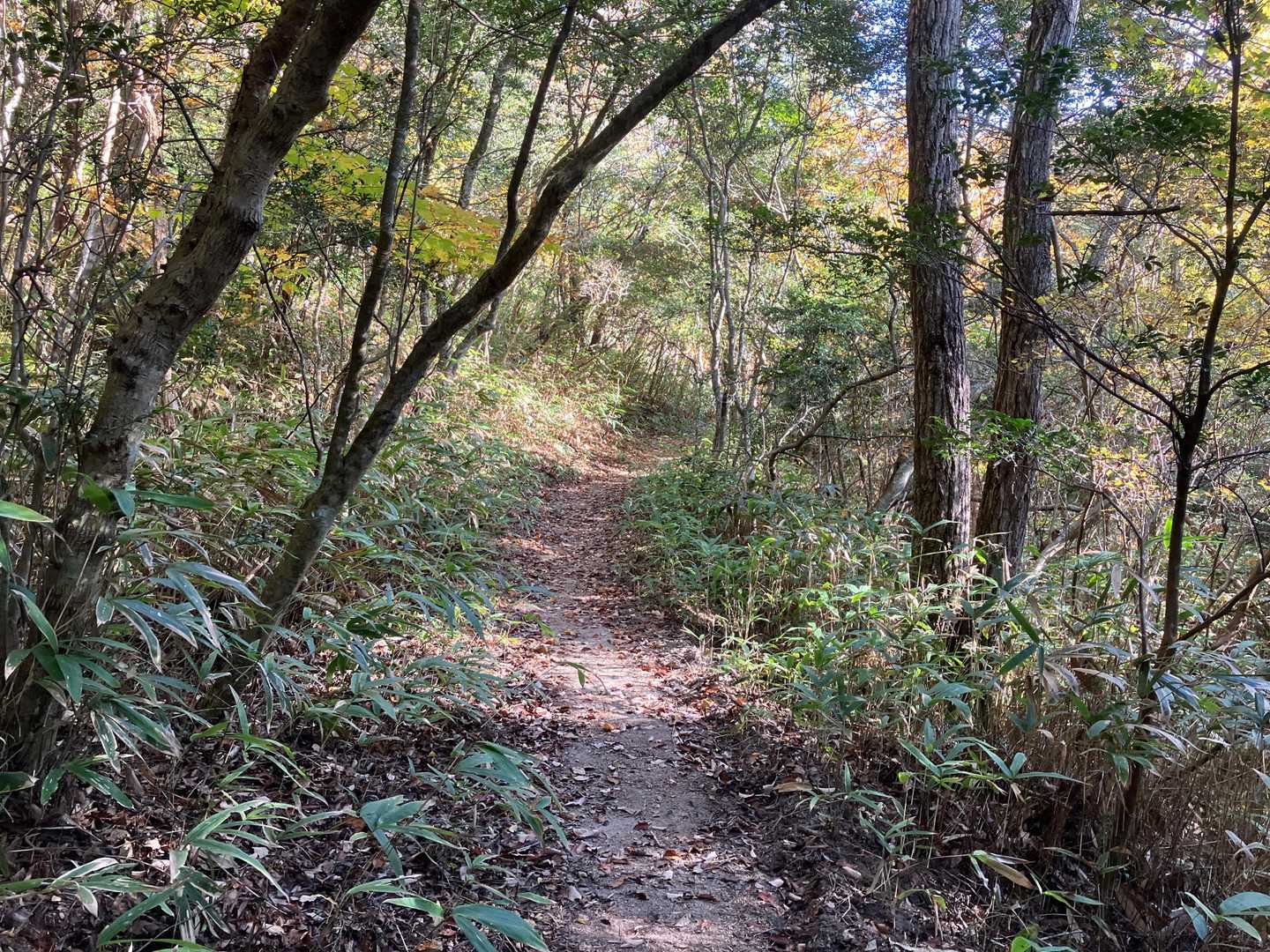 歩きやすい道が続いたと思いきや、