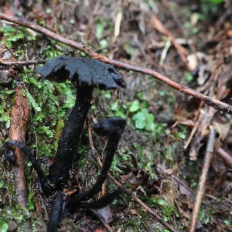 黒色のキノコ？