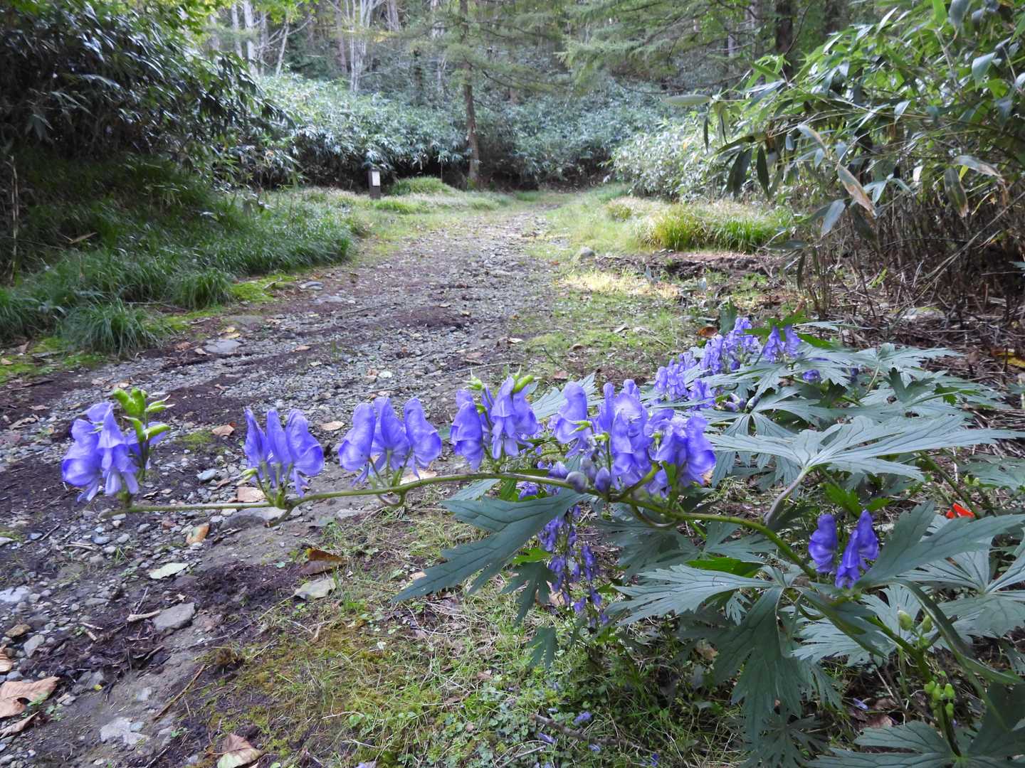 大峠-流石山 往復コースの写真