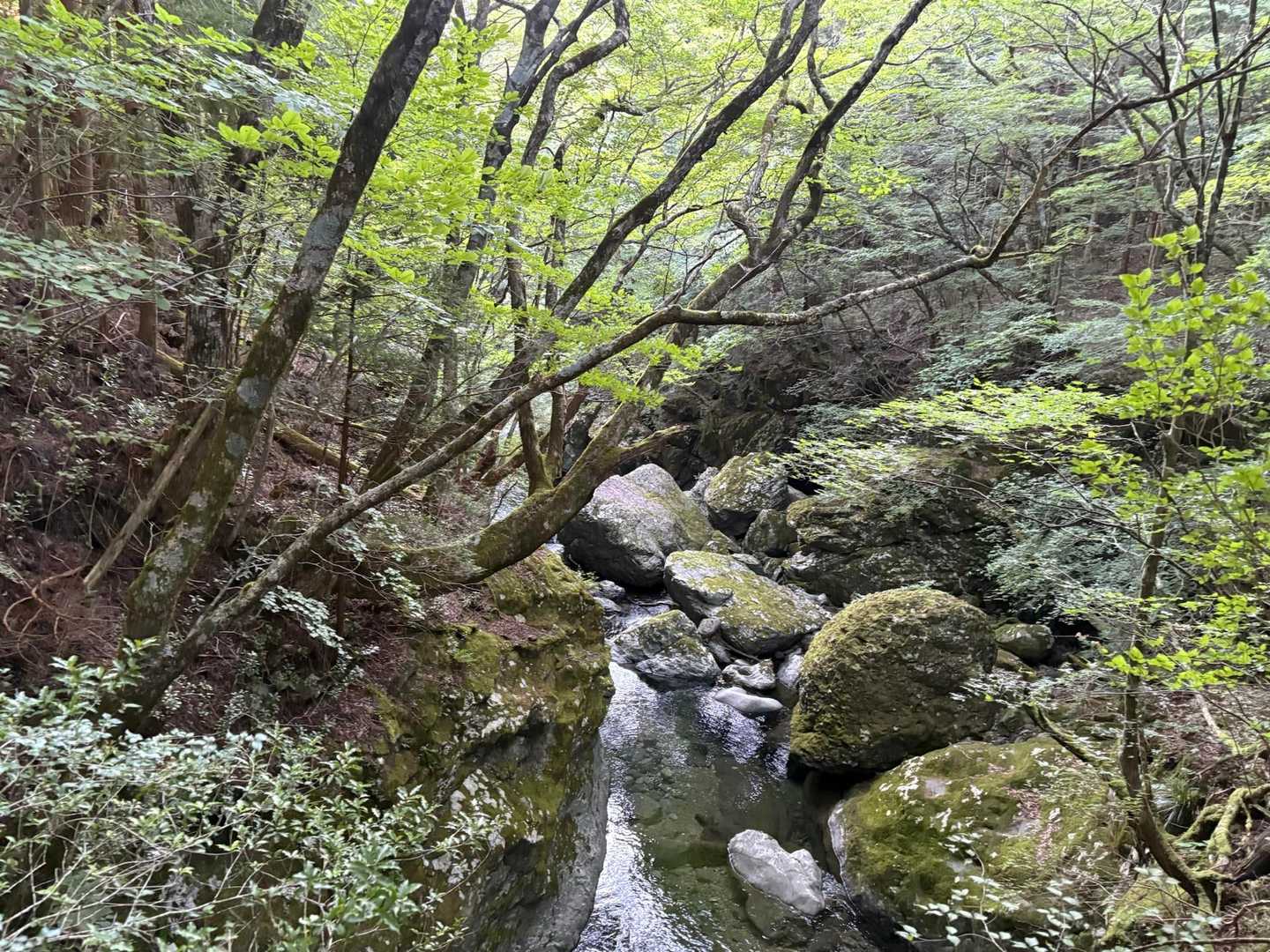 西之川登山口-夜明峠-石鎚山-剣山-石鎚神社 周回コースの写真