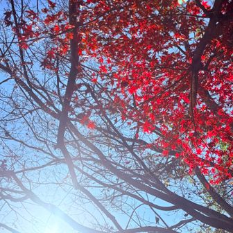 　　スタートから真っ赤🍁