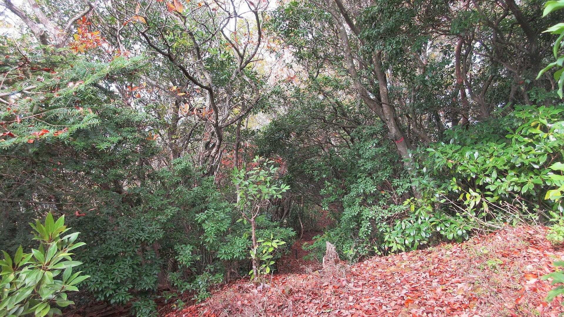 幾度かアップダウン