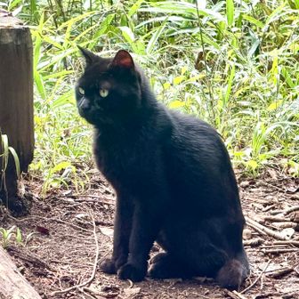 　明王峠　休憩していたら黒い猫がやって来ました。誰かが捨てていった猫のようです。おむすびをあげたのですが食べません。飢えてしまわないか心配です。