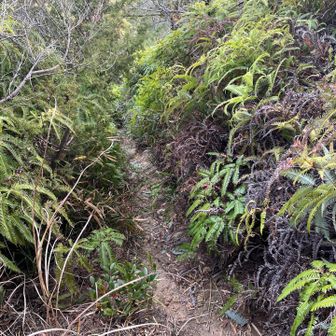 帰りはシダの洗礼