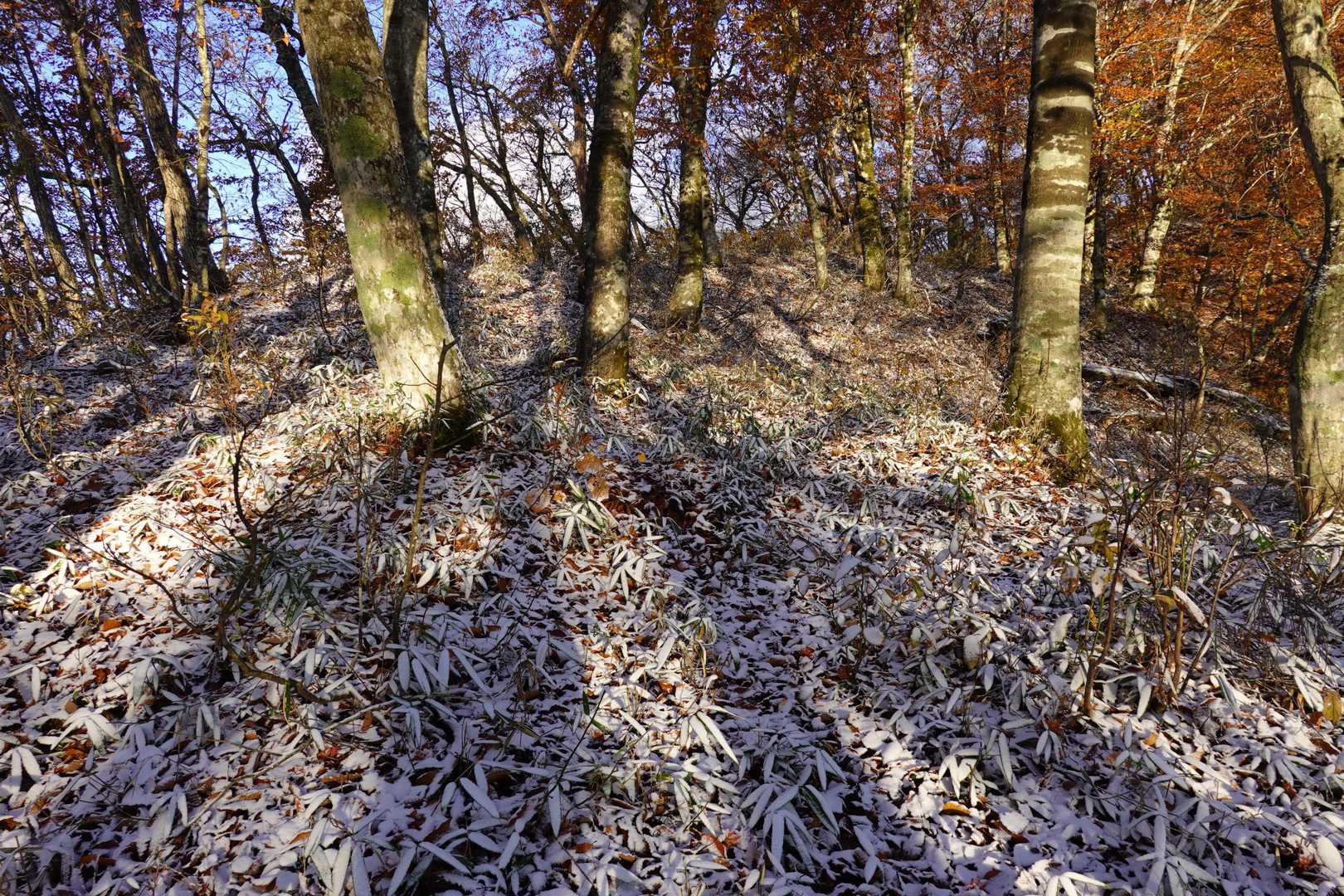 芝草山 往復コースの写真