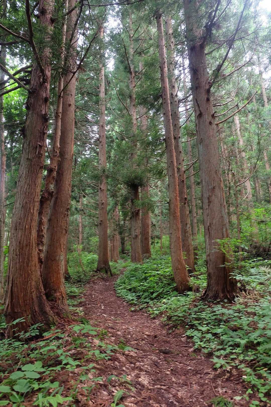嶽原登山口-白鷹山-レーダー雨雪量計 往復コースの写真