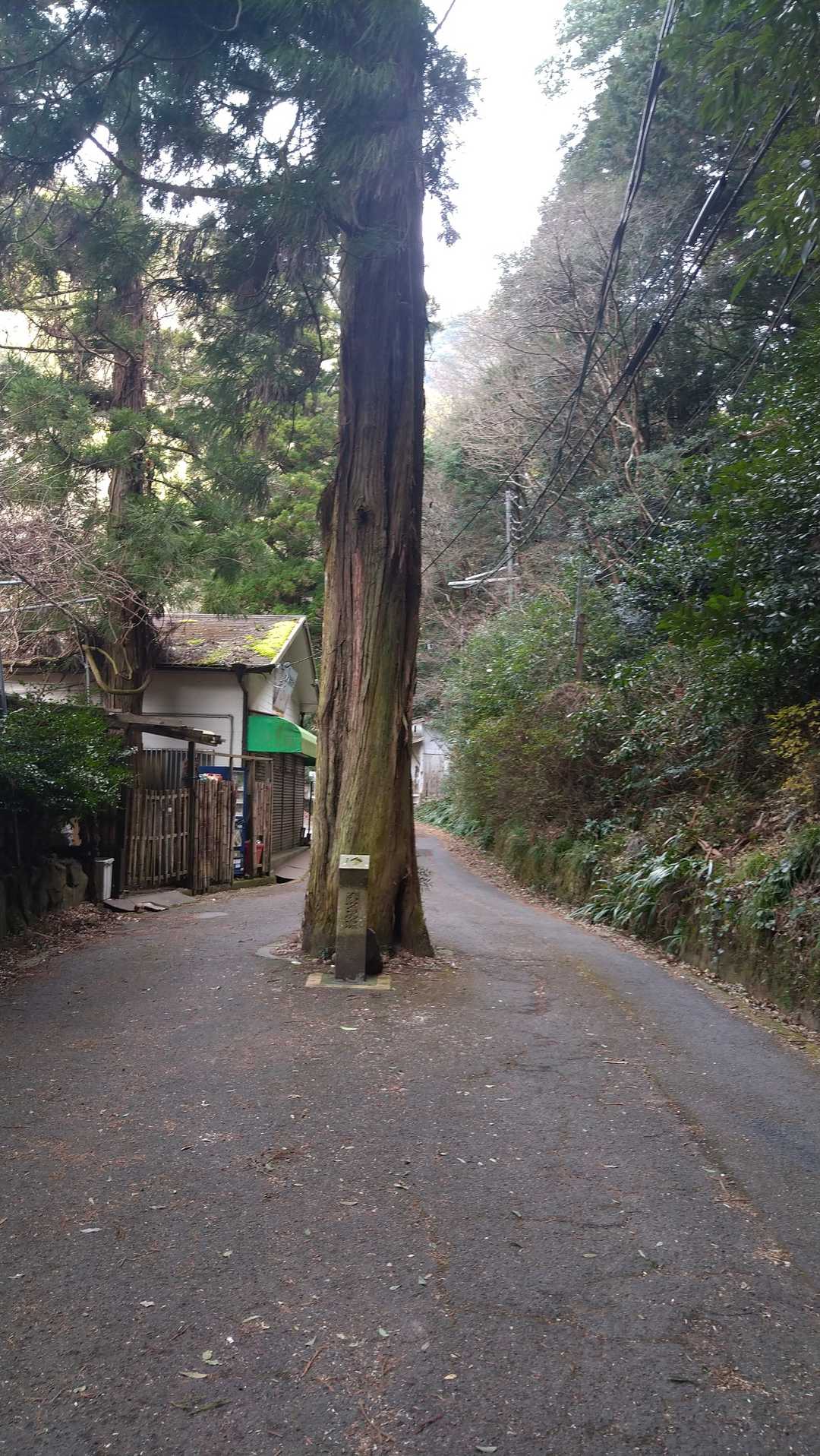 道路の真ん中に　御神木が　お出迎え