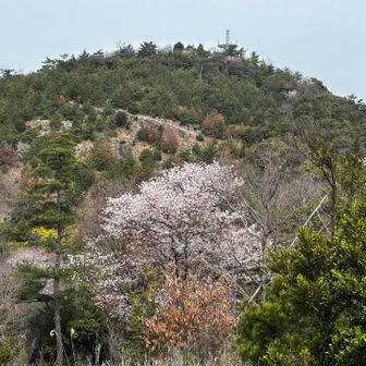 ここも山桜が綺麗🌸