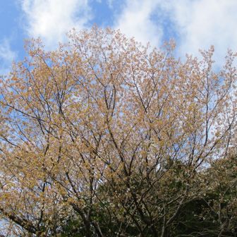 でも、葉が綺麗です♪