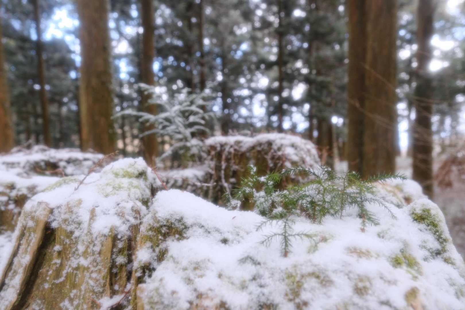 水越峠-金剛山 往復コースの写真