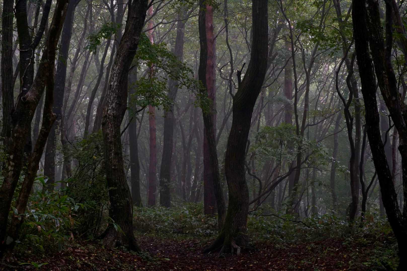 幻想的？