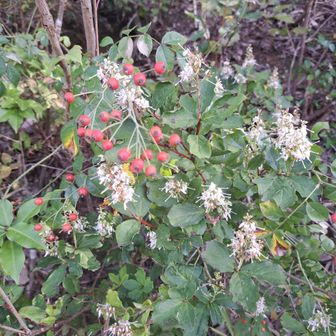 こちらの赤い実🔴はカマツカだろうね
白い花は🌟ホシツツジだと思う🔍️