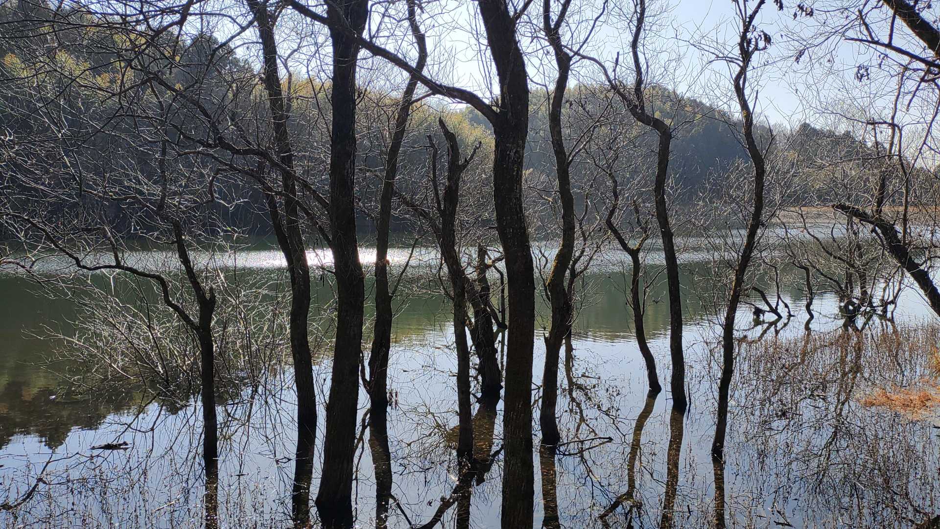 水没林