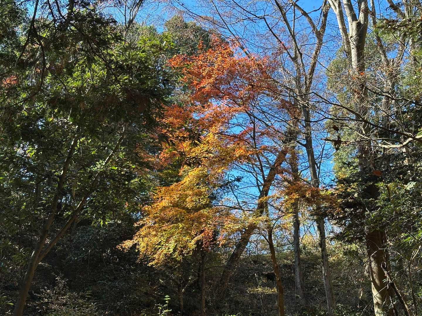 紅葉残ってたー🍁🥹