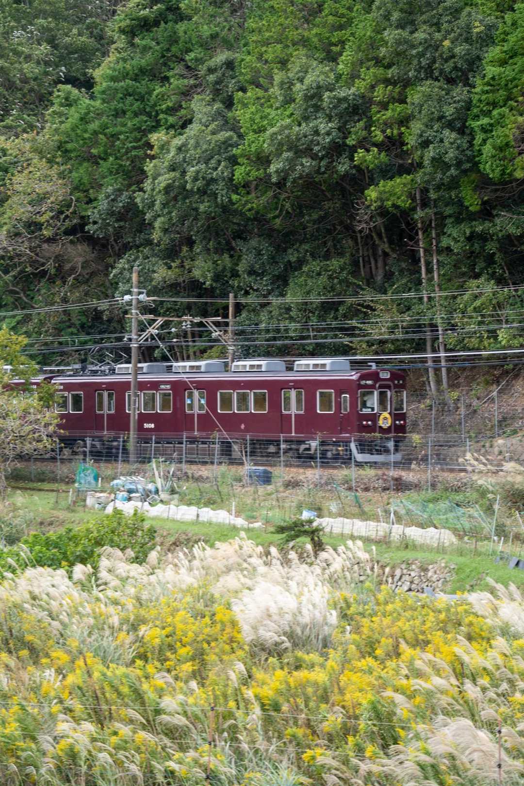ススキのなかを走る能勢電鉄🚃