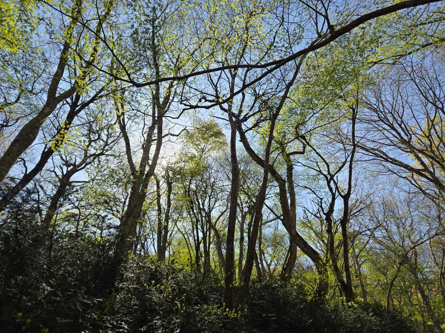 新緑が青空に映えます🌿