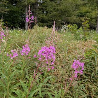 ヤナギラン
霧ヶ峰の花百のお花です