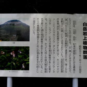 白岳岩上には希少な植物があるらしい。