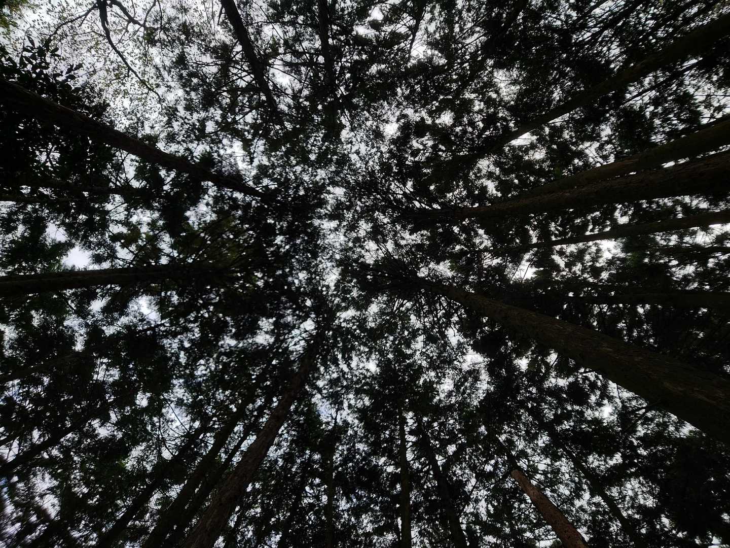 国束山 往復コースの写真