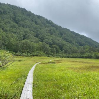 ロープウェーをスルーしてゴンドラ発着場へ行く途中にある早大小屋の裏手にある湿原。「神の田圃」と呼ばれているらしいです。