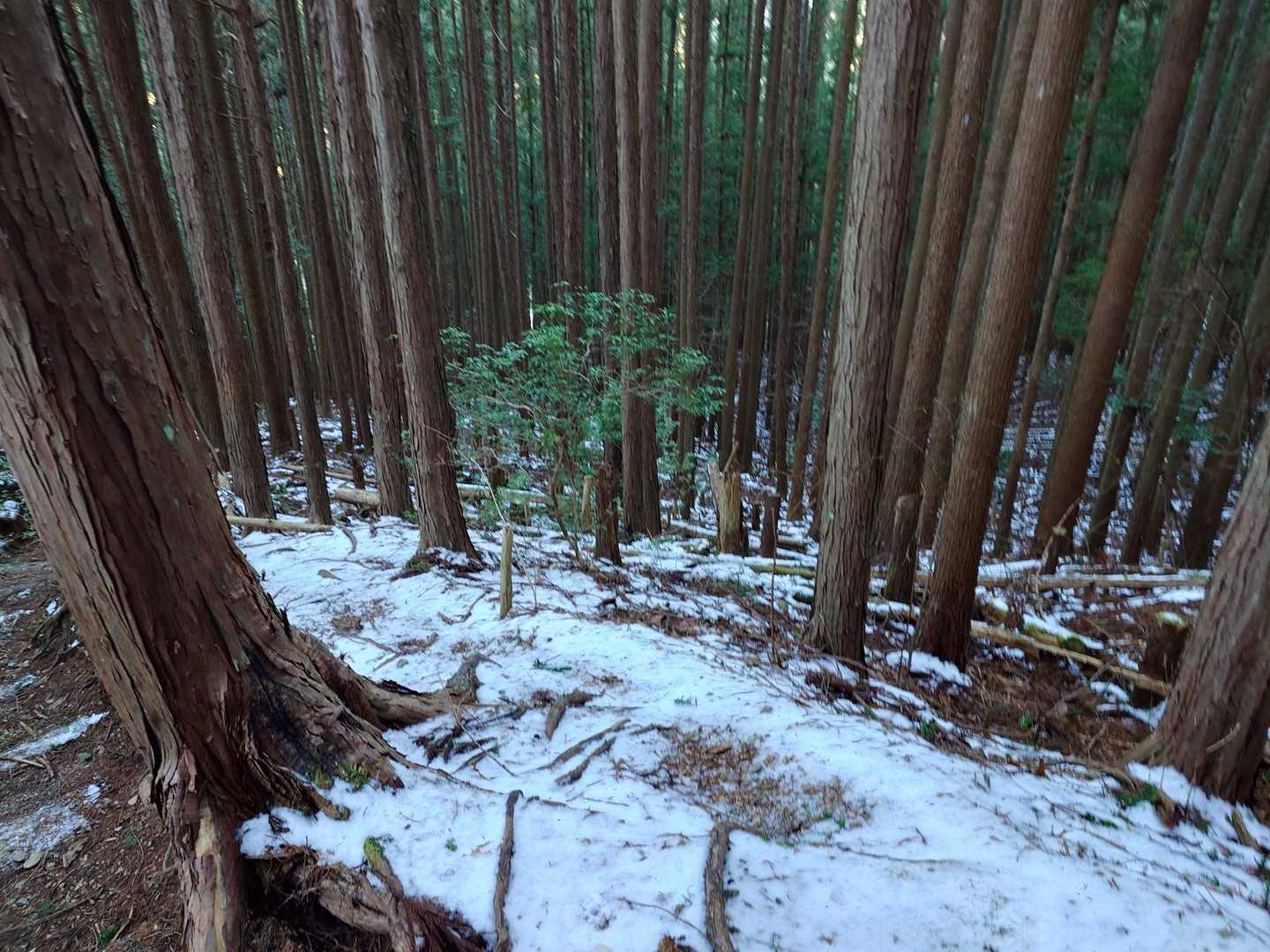 雪が現れました 😀