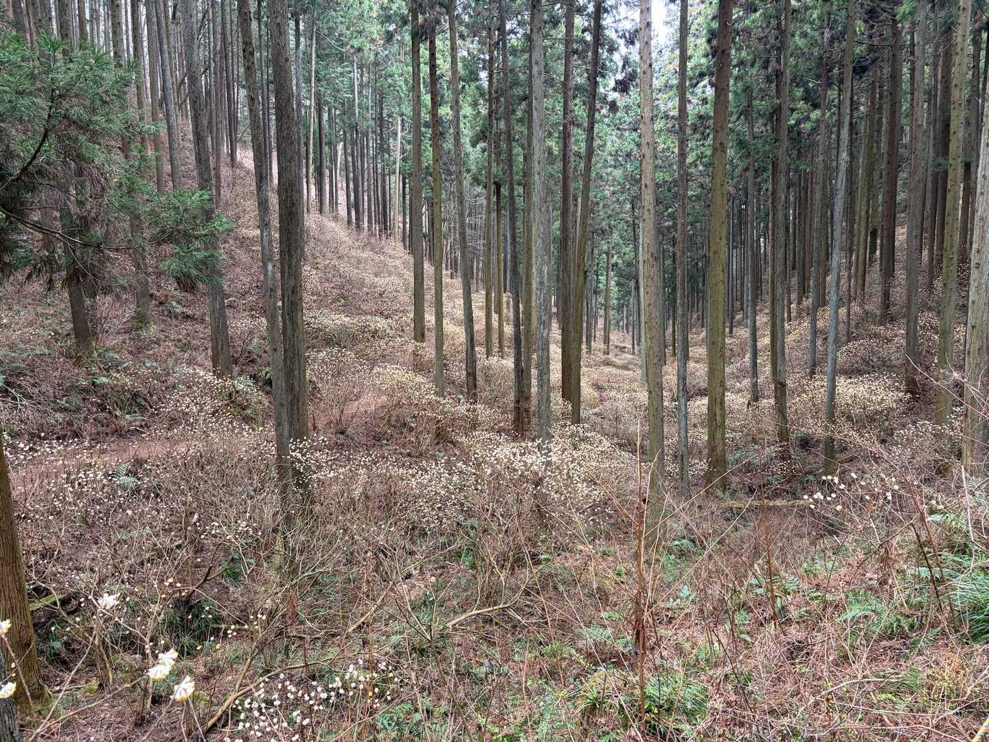 上手く写真📷が写せなくて……😭